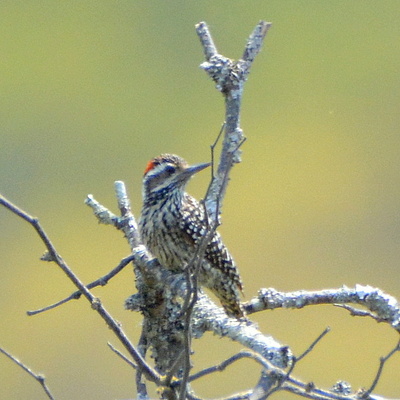 Checkered Woodpecker